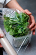 Covering the mint plant