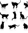 Cats Cats