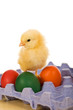 Baby eastern chicken with eggs on blue carton