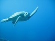 Kiss from the Caretta Turtle