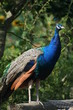 pfau