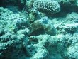 Oktopus