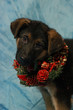 Regalare un cucciolo a natale