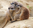 Foto: meerkats on a cold day - meerkats try to warm up each other meerkats on a cold day - meerkats try to warm up each other