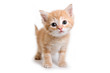 Kitten isolated on white background Kitten isolated on white background