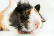 Meerschweinchen Meerschweinchen