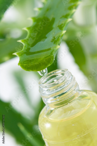 Photo: aloe aloe