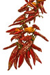 RED PAPRICA