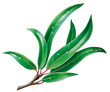 Eukalyptus