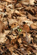 Naissance en forêt