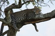 Leopard 02