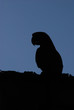 Arara
