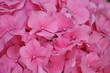 fleur