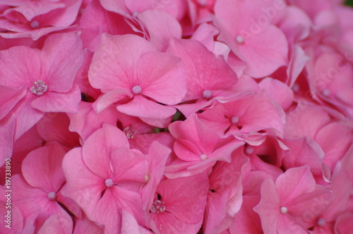 fleur