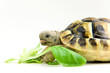 Schildkröte Schildkröte
