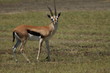 Foto: Thomsons gazelle 01 Thomsons gazelle 01