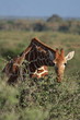 Giraffe 01