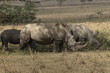 Foto: White Rhino 01 White Rhino 01