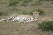 Foto: Cheetah Cheetah