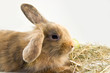 Kaninchen