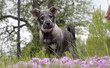 Swedish Elkhound puppy Swedish Elkhound puppy