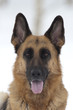 German shepard looking at you German shepard looking at you