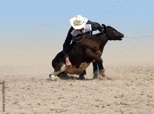 Photo: Cowboy about to tie a Calf with a piggin' string Cowboy about to tie a Calf with a piggin' string