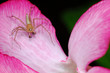 Lynx spider resting on a pink flower