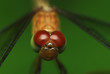 Macro of dragonfly