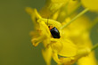 A ladybug climbing on the stem of plant