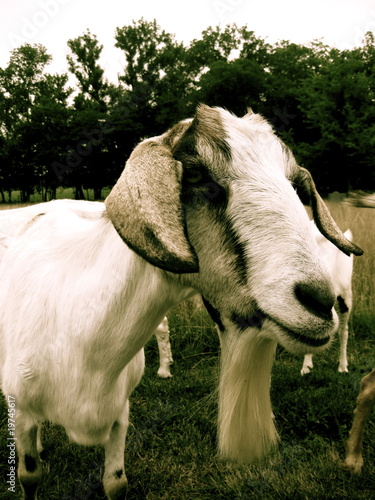 goat