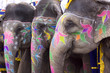 group of elephants group of elephants