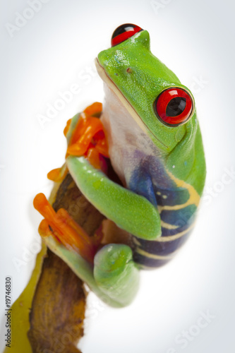 Photo: Banana Frog Banana Frog