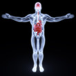 human entrails and brain under X-rays. 3d render.