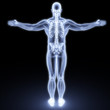 human body