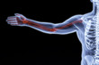 human hand