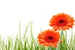 grass flower and copyspace grass flower and copyspace