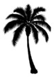 Palm Tree Silhouette Palm Tree Silhouette