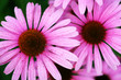 Foto: Beautiful flowers Beautiful flowers