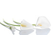 Three white calla lilies Three white calla lilies