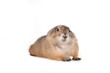 prairie dog