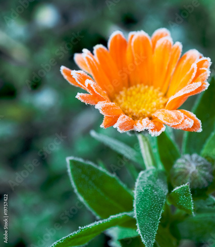 Photo: calendula calendula