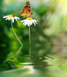 summer day