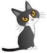Gray cat