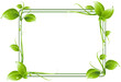 green frame