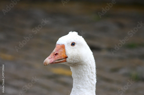 Foto: Goose Goose