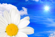 Blume