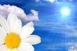 Blume