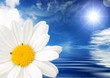 Blume