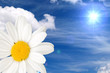 blume